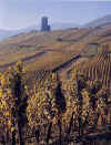vigne02.JPG (36193 octets)